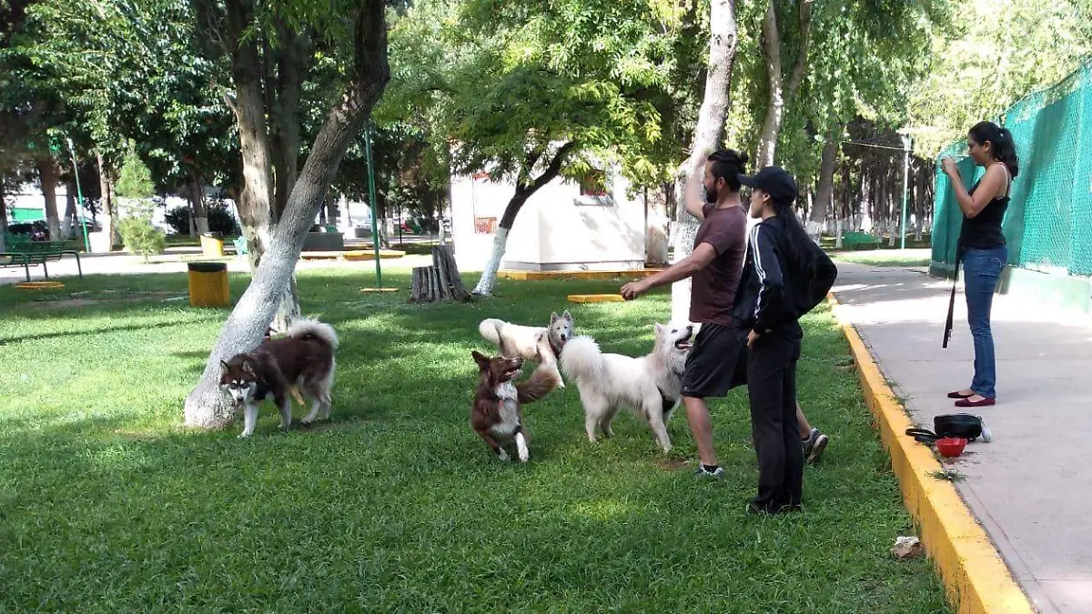 perritos jugando